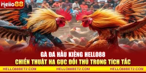 Đá gà Hello88 - Giải trí đỉnh cao với tỷ lệ thưởng hấp dẫn - FIVEX.LIVE