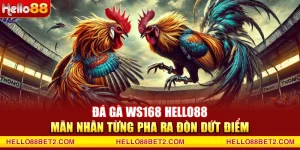 Đá gà Hello88 - Giải trí đỉnh cao với tỷ lệ thưởng hấp dẫn - FIVEX.LIVE