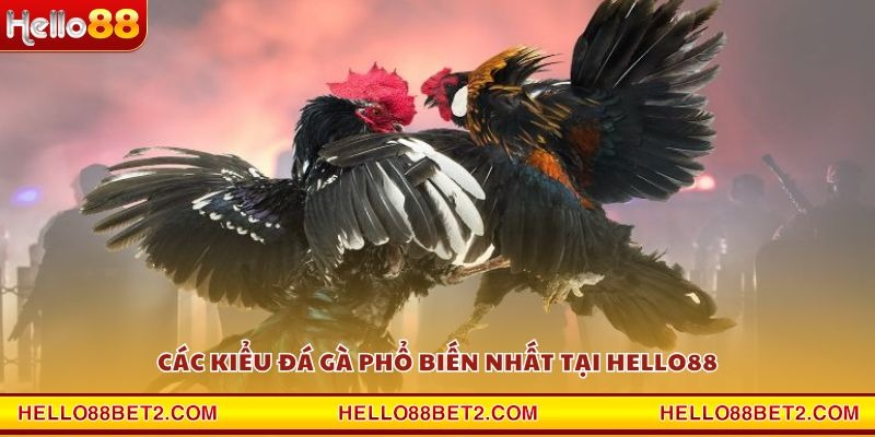 Đá gà Hello88 - Giải trí đỉnh cao với tỷ lệ thưởng hấp dẫn - FIVEX.LIVE