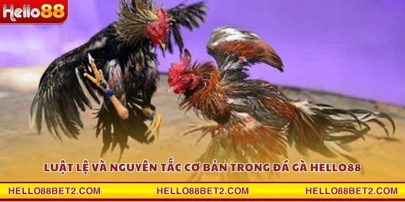 Đá gà Hello88 - Giải trí đỉnh cao với tỷ lệ thưởng hấp dẫn - FIVEX.LIVE