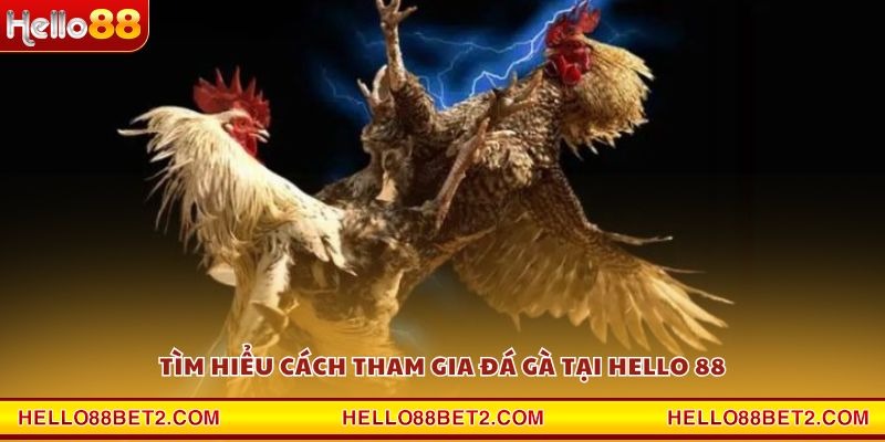 Đá gà Hello88 - Giải trí đỉnh cao với tỷ lệ thưởng hấp dẫn - FIVEX.LIVE