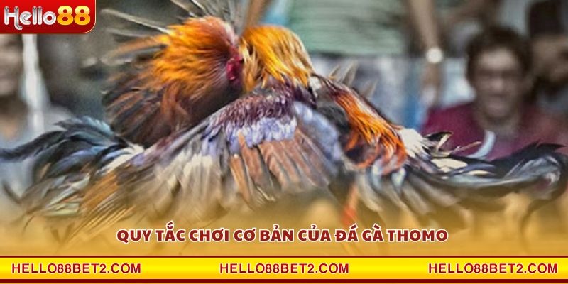 Đá gà Thomo Hello88 - Sân chơi đẳng cấp cho dân mê gà chiến - FIVEX.LIVE