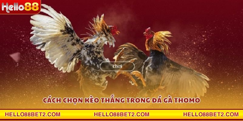 Đá gà Thomo Hello88 - Sân chơi đẳng cấp cho dân mê gà chiến - FIVEX.LIVE