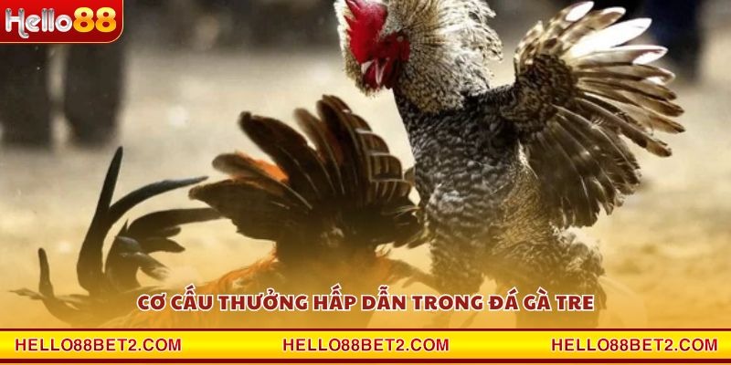 Đá gà Tre Hello88 - Nơi quy tụ những trận đấu kịch tính nhất - FIVEX.LIVE