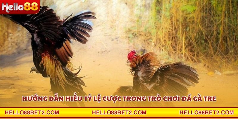 Đá gà Tre Hello88 - Nơi quy tụ những trận đấu kịch tính nhất - FIVEX.LIVE