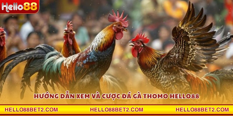 Đá gà trường Thomo Hello88 - Cảm giác chân thực từng pha đấu - Hello88 - FIVEX.LIVE