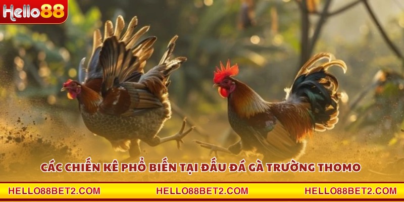 Đá gà trường Thomo Hello88 - Cảm giác chân thực từng pha đấu - Hello88 - FIVEX.LIVE