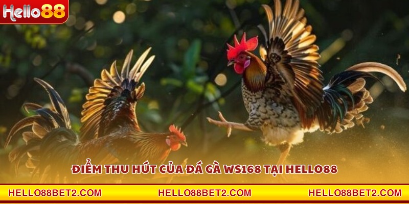 Đá gà WS168 Hello88 - Mãn nhãn từng pha ra đòn dứt điểm - FIVEX.LIVE