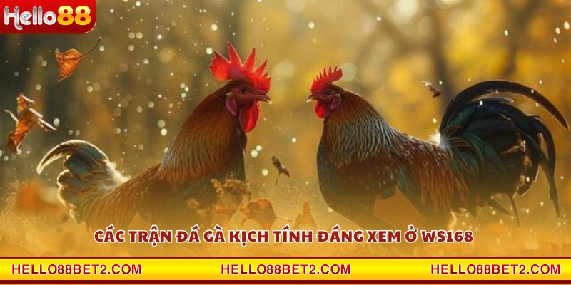 Đá gà WS168 Hello88 - Mãn nhãn từng pha ra đòn dứt điểm - FIVEX.LIVE