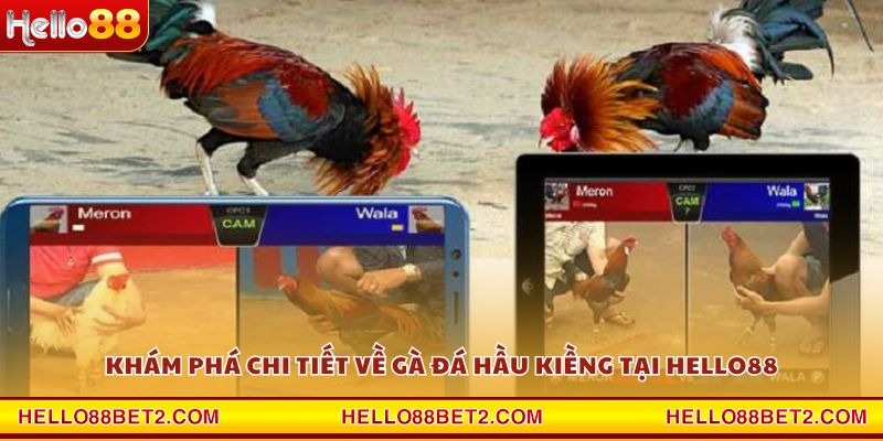 Gà đá hầu kiềng Hello88 - Chiến thuật hạ gục đối thủ trong tích tắc - FIVEX.LIVE