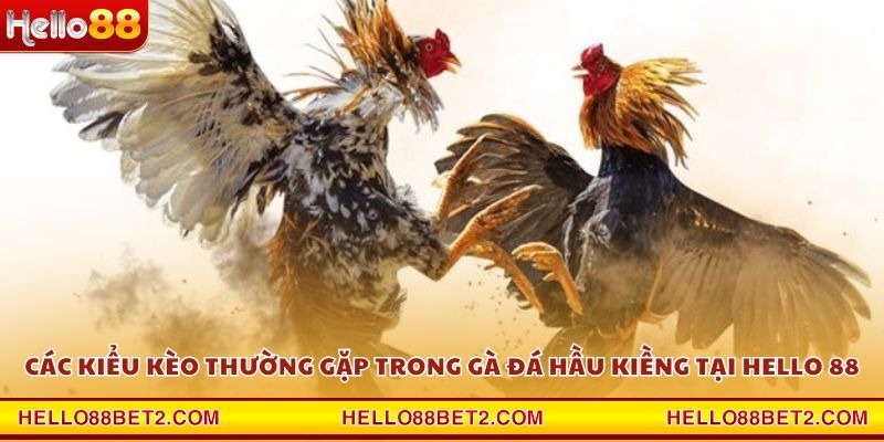 Gà đá hầu kiềng Hello88 - Chiến thuật hạ gục đối thủ trong tích tắc - FIVEX.LIVE