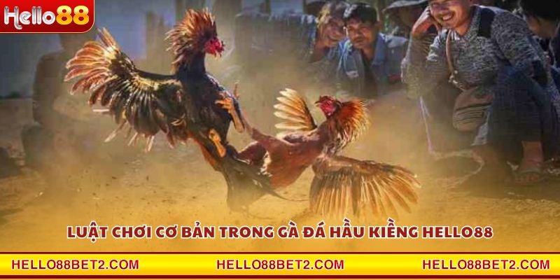 Gà đá hầu kiềng Hello88 - Chiến thuật hạ gục đối thủ trong tích tắc - FIVEX.LIVE